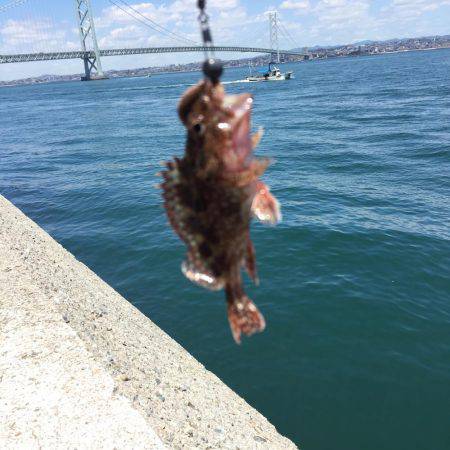 メバル、ガシラなどなど