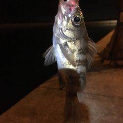 リ・リベンジ(笑)