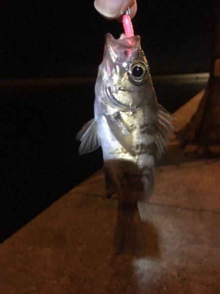 リ・リベンジ(笑)