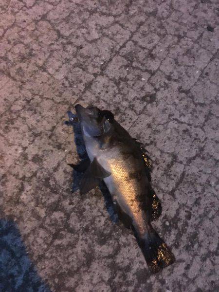 姫路妻鹿でメバリング