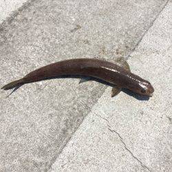 ショアジギング、ショアスロー