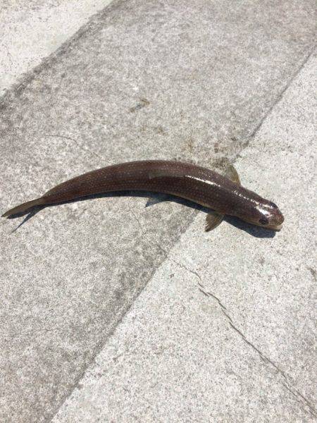 ショアジギング、ショアスロー