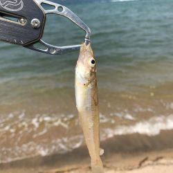 キスが食べたくて