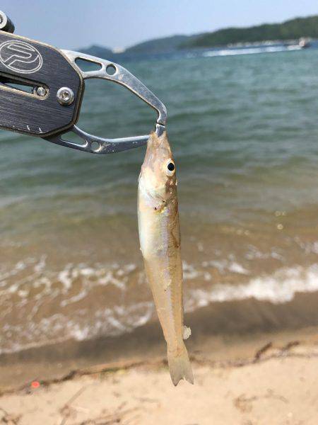 キスが食べたくて