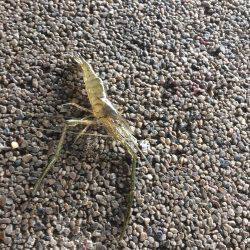 明石川でテナガエビ