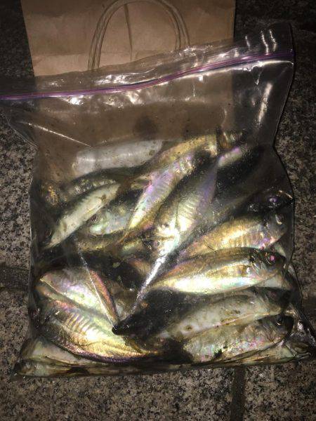 今夜も好調！横浜アジング