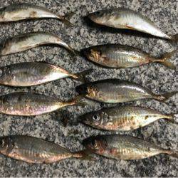 アタリ少な目で苦戦