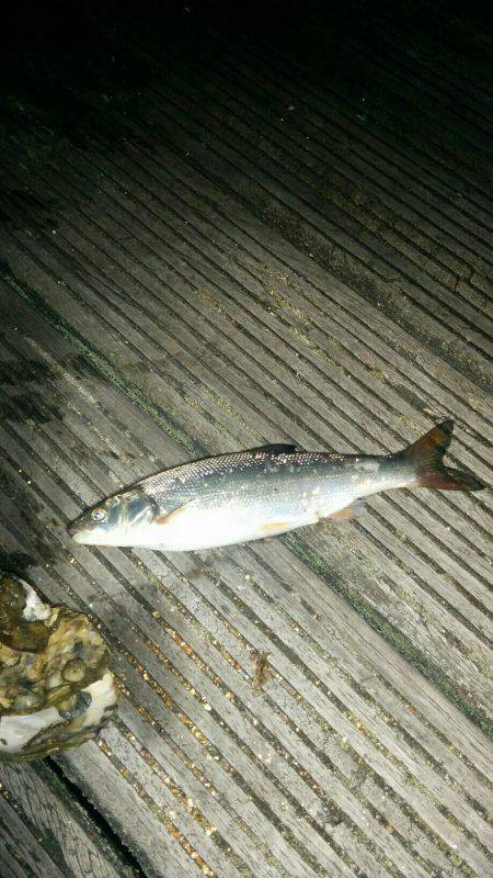 チニング&シーバス狙い