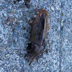 春イカ狙いのエギングにて