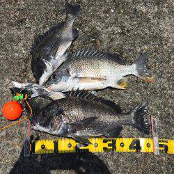 南港 チヌ フカセ