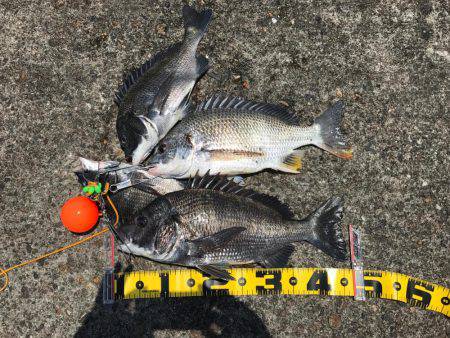 南港 チヌ フカセ