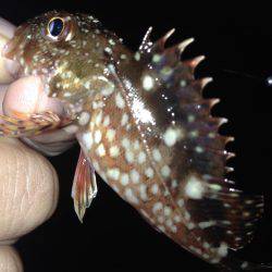 ナイトゲームからのデイゲーム！！