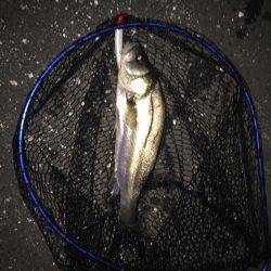 四日市 シーバス