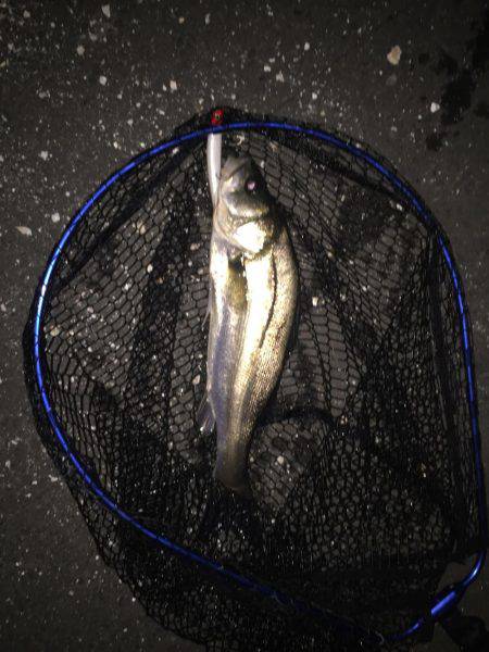 四日市 シーバス