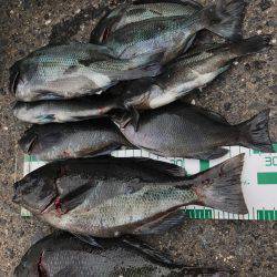 小浜市地磯フカセ釣り