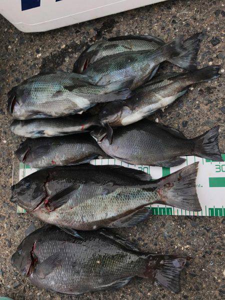 小浜市地磯フカセ釣り