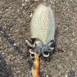 デイエギング！！