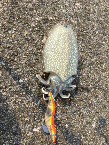 デイエギング！！