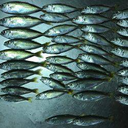 豆アジ釣行