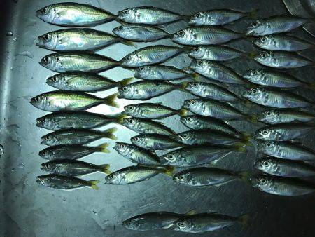 豆アジ釣行
