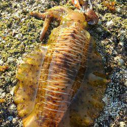 春イカ！キロアップ！