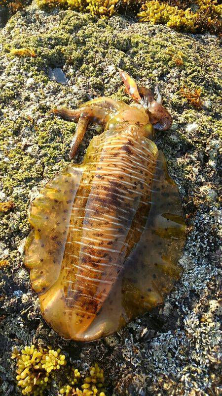 春イカ！キロアップ！