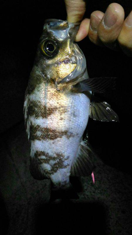 樽井メバリング　メバル１匹…