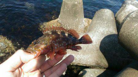 真っ昼間の伊東港の新井堤防で穴釣り。