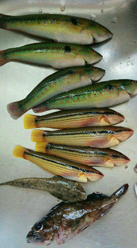 投げ釣り＆穴釣り٩(•ᴗ• ٩)