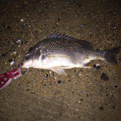 キビレ調査　ＮＯ，１６