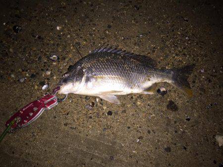 キビレ調査　ＮＯ，１６