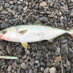 ショアジギはまち