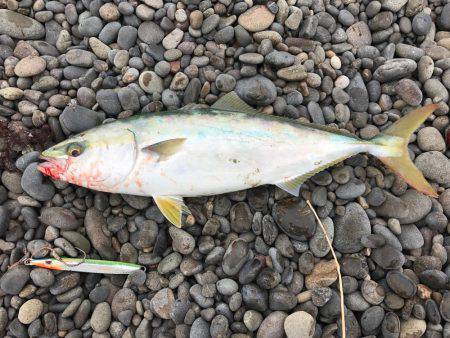 ショアジギはまち