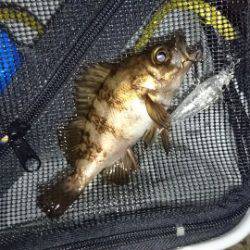 初  泉南メバリング