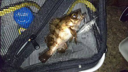 初  泉南メバリング