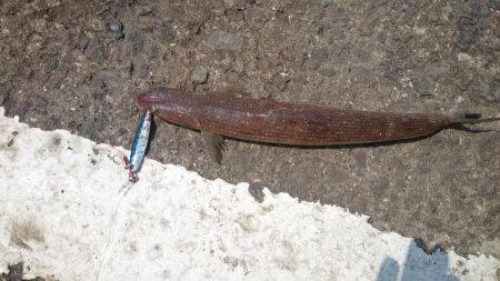 やっぱ運だよね…