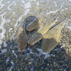 フラットフィッシュ好調