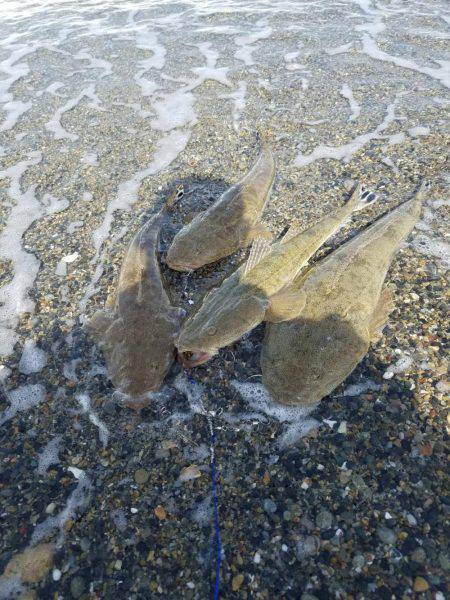 フラットフィッシュ好調