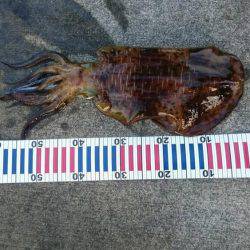 大潮の満月狙いで行って来ました。