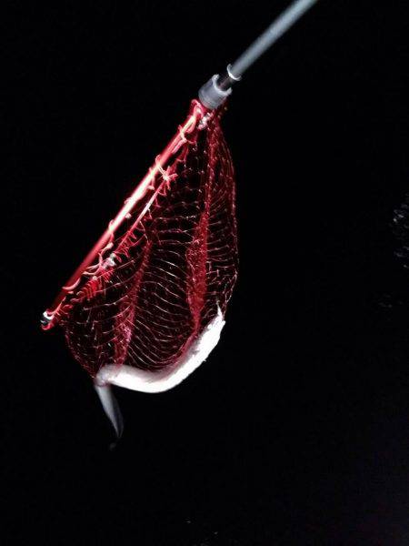 アオリはどこに？