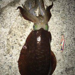 大型アオリイカ狙いで行って来ました。