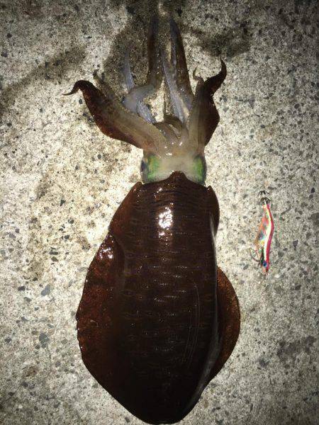 大型アオリイカ狙いで行って来ました。