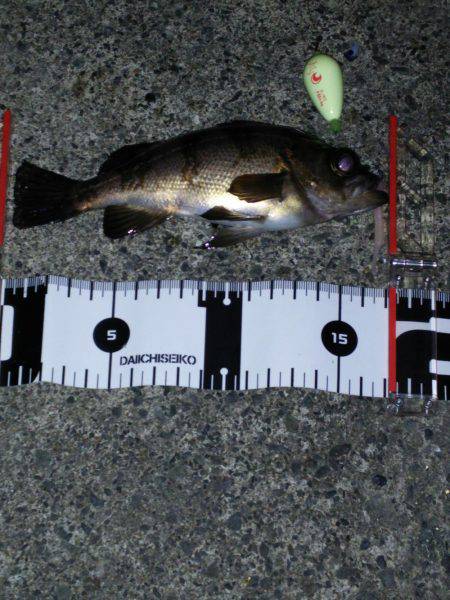 大きな水溜まり