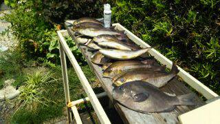 マダイ狙いでしたが船中マダイは0、イサキだ…