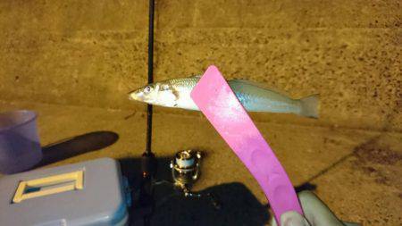 宮津でキス調査