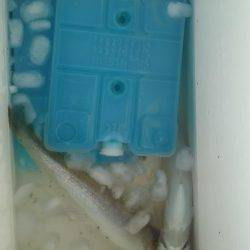 夕間づめのみの釣行