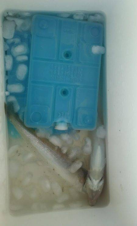 夕間づめのみの釣行