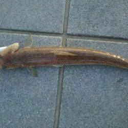 太刀魚をもとめて