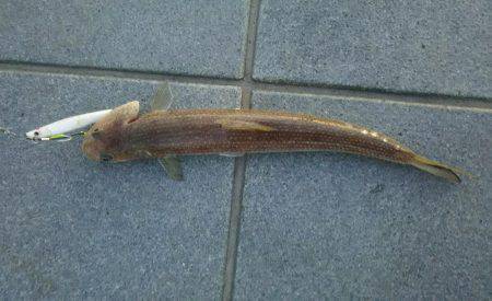 太刀魚をもとめて