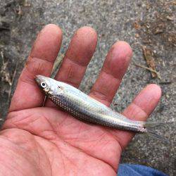 湖西のホンモロコ&コアユ釣り